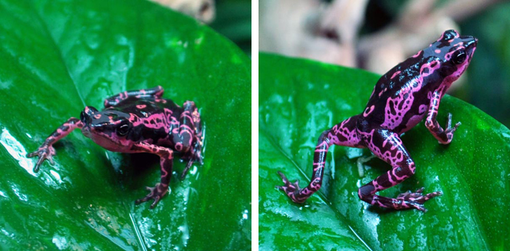 purple-harlequin-toad-8