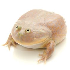 Frog of the Week #9: Budgett's Frog – Frog of the Week
